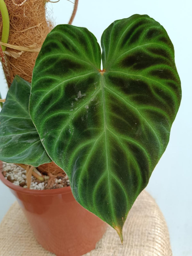 Philodendron verrucosum regular form