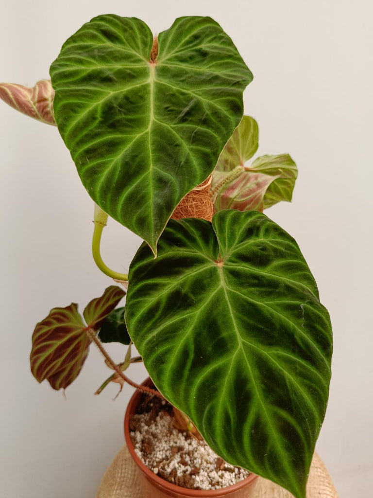 Philodendron verrucosum regular form