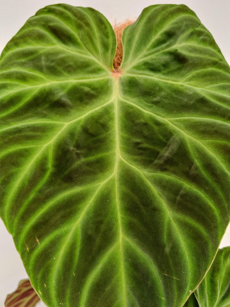 Philodendron verrucosum regular form