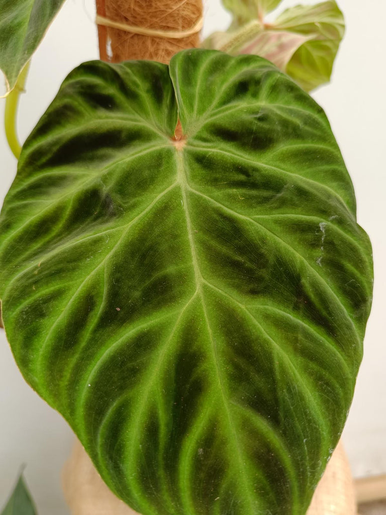 Philodendron verrucosum regular form