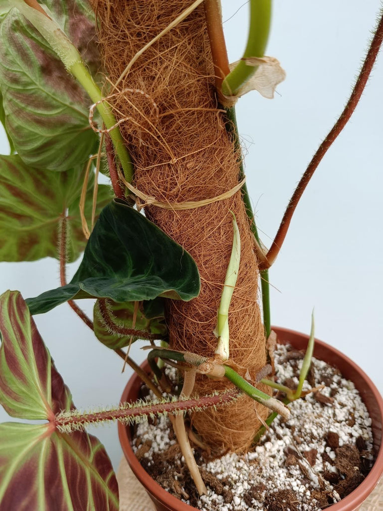 Philodendron verrucosum regular form