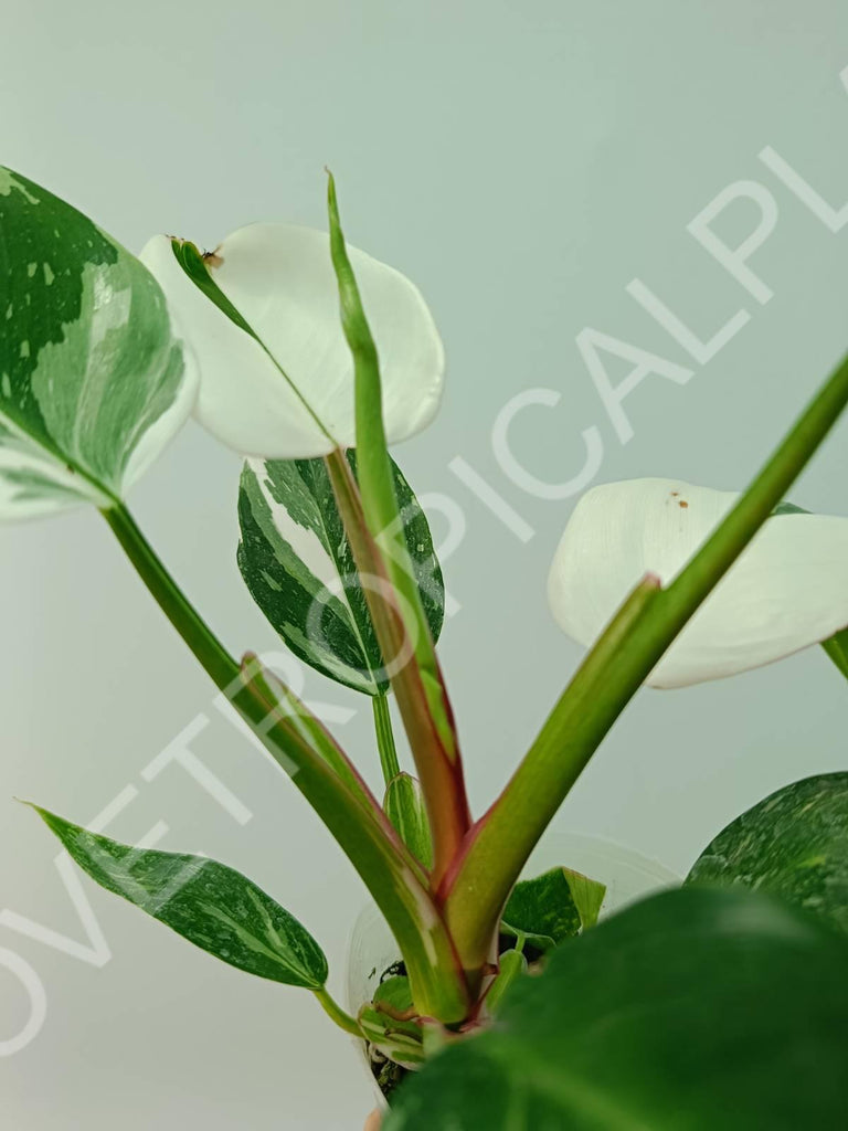 Philodendron white princess extra