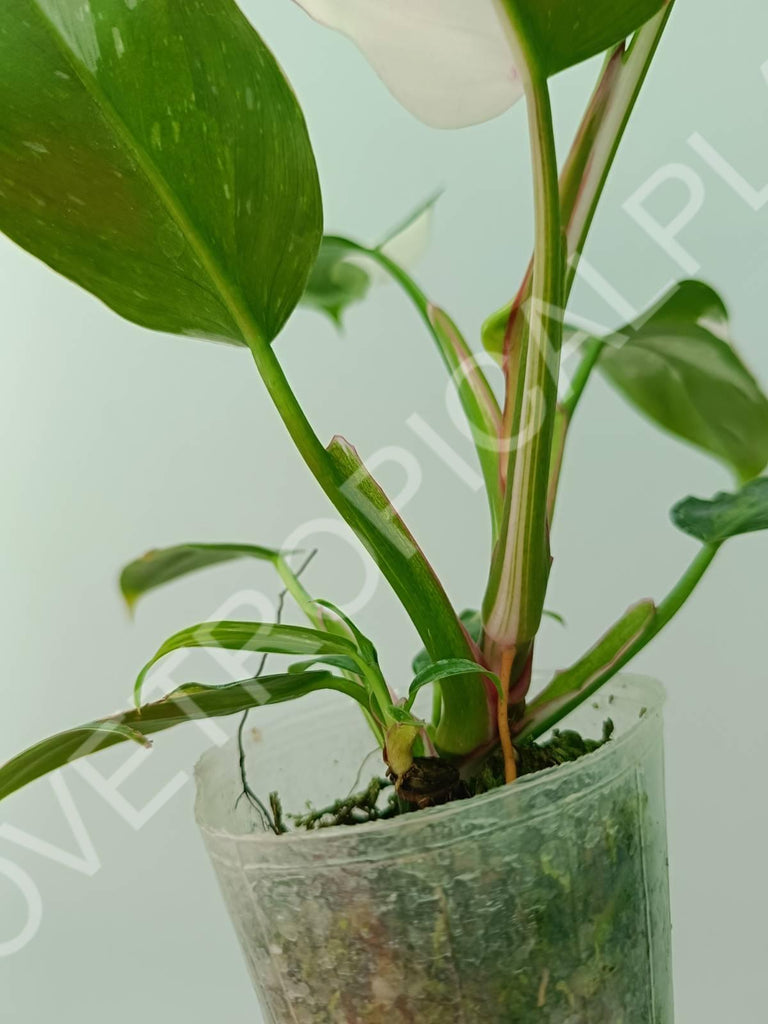 Philodendron white princess extra