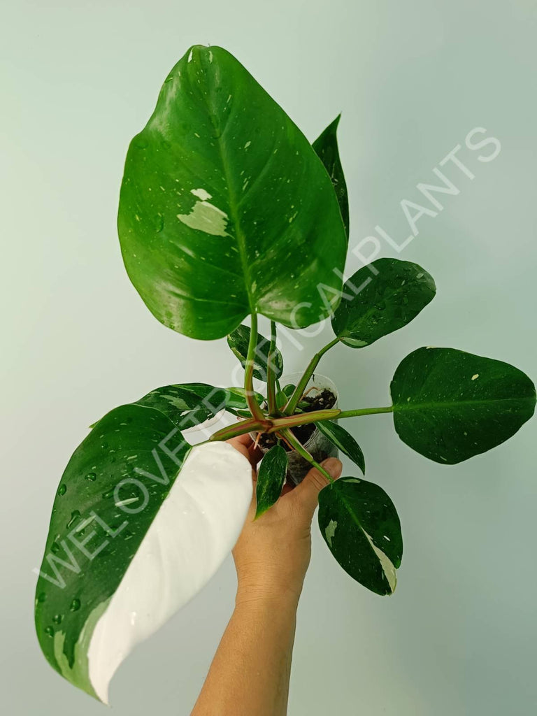 Philodendron white princess 