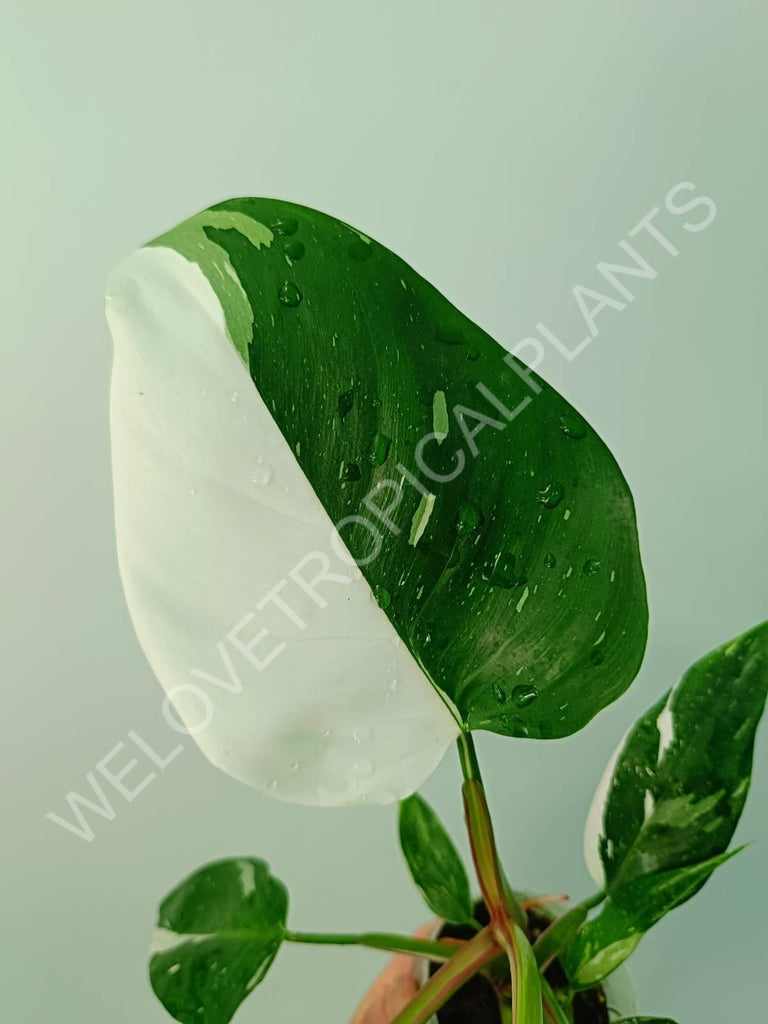 Philodendron white princess 