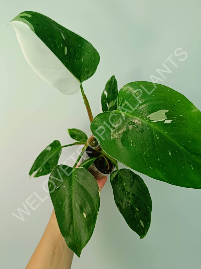 Philodendron white princess 