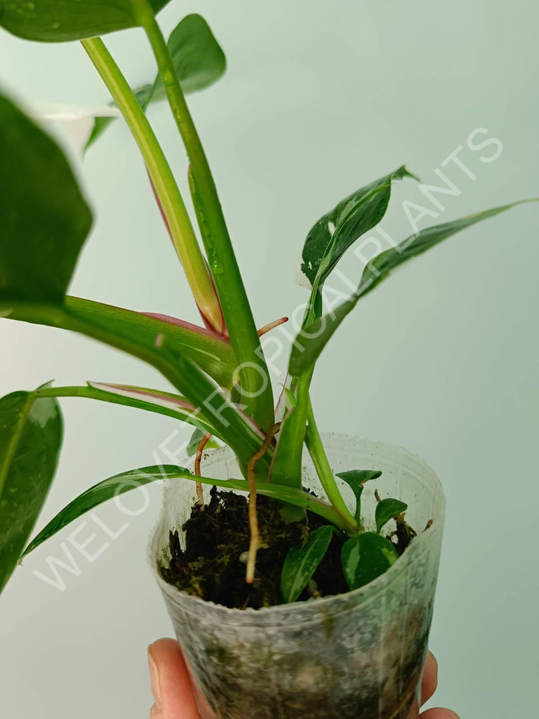 Philodendron white princess 