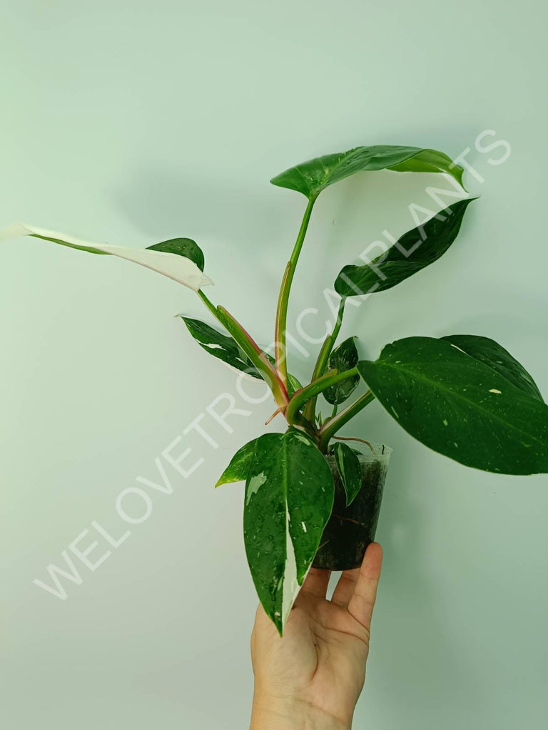 Philodendron white princess 