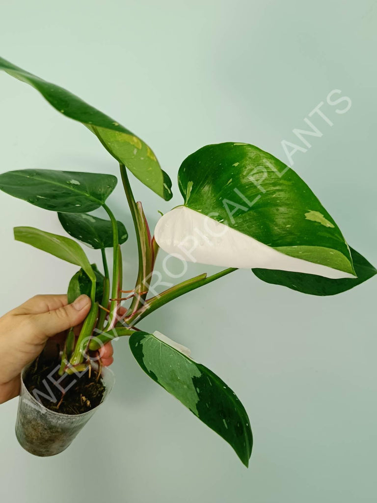 Philodendron white princess variegata HALFMOON