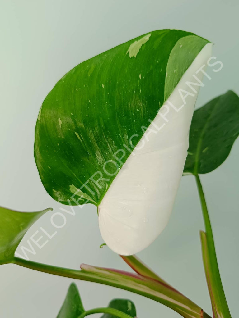 Philodendron white princess variegata HALFMOON