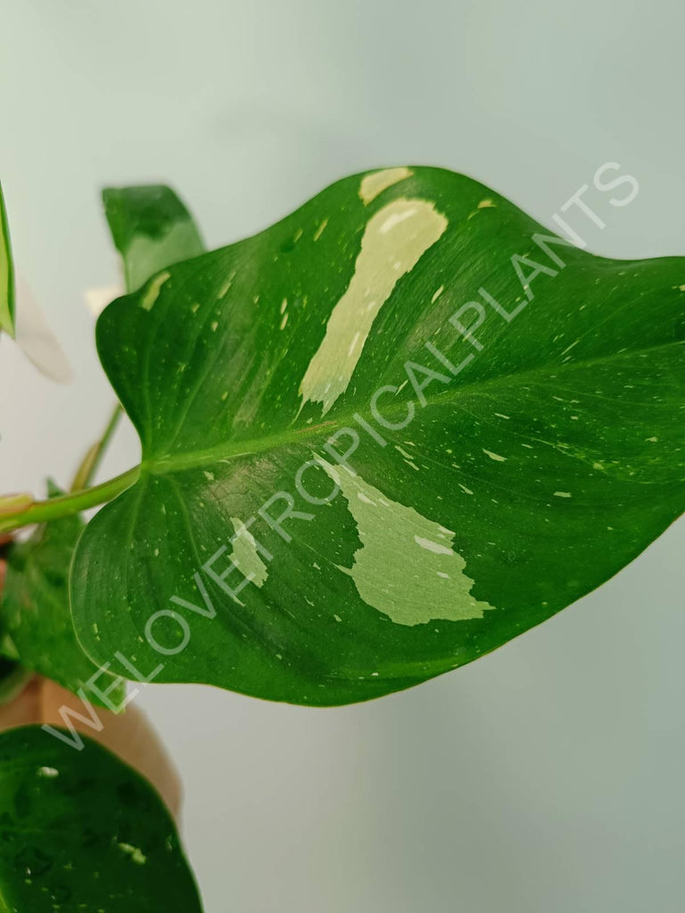 Philodendron white princess variegata HALFMOON