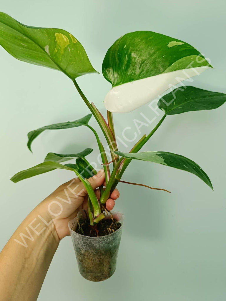 Philodendron white princess variegata HALFMOON