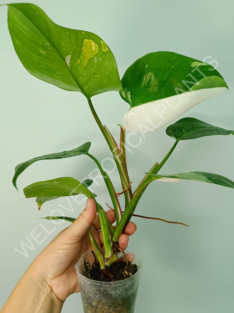 Philodendron white princess variegata HALFMOON