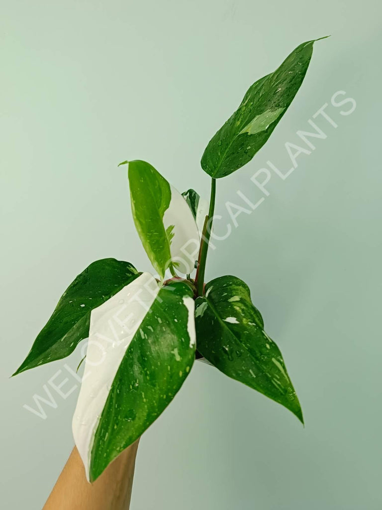 Philodendron white princess 