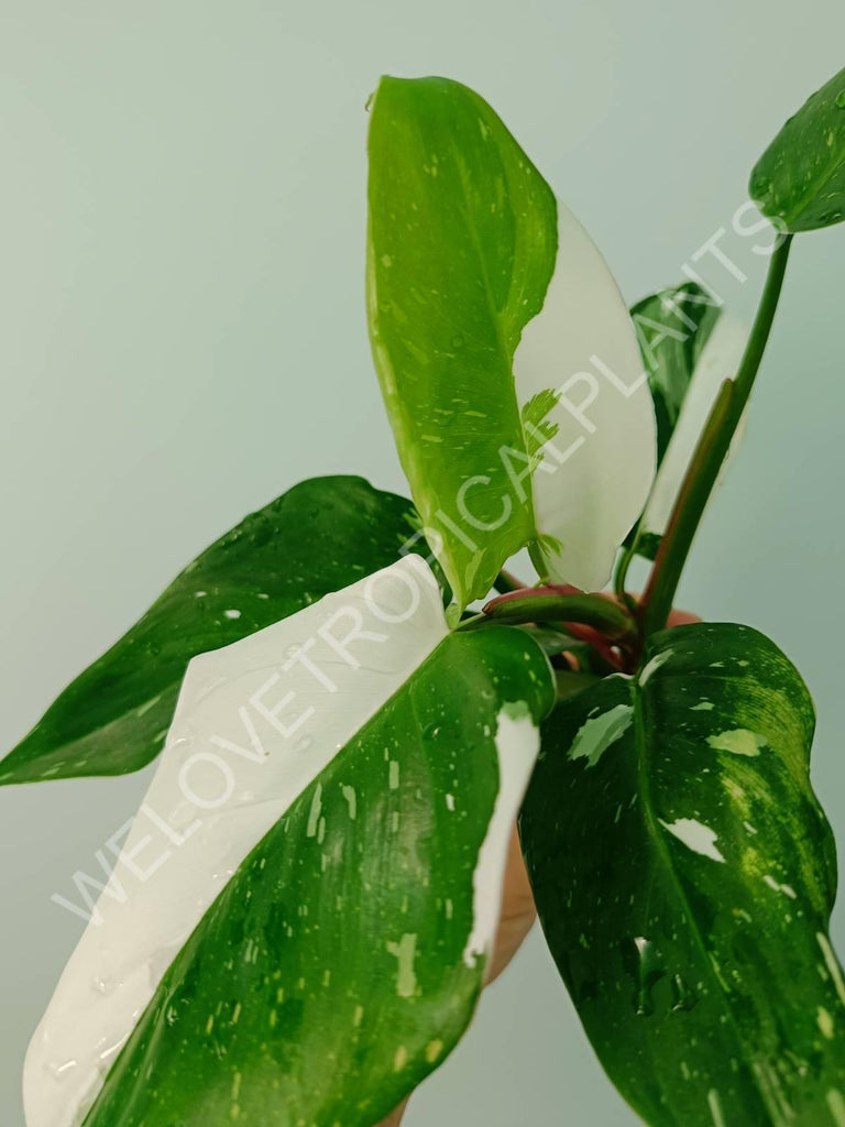 Philodendron white princess 