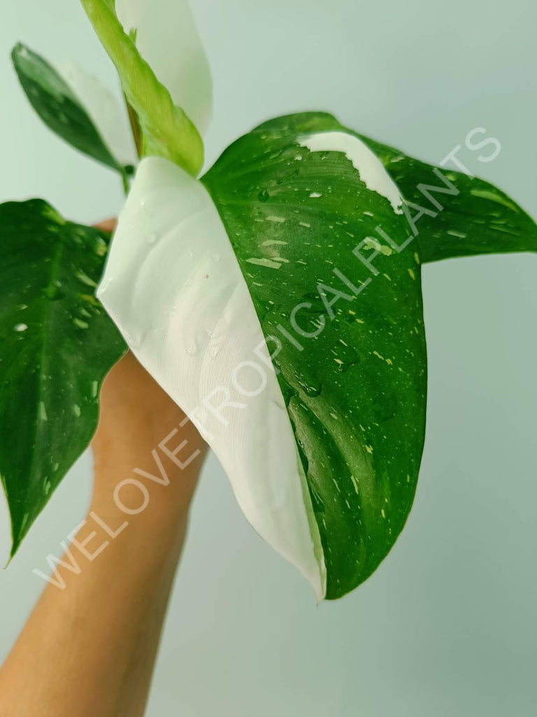 Philodendron white princess 