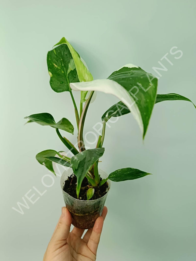 Philodendron white princess 