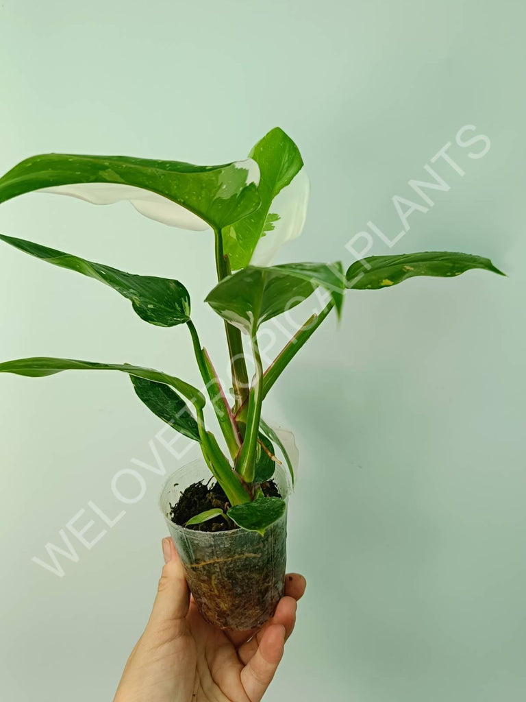 Philodendron white princess 