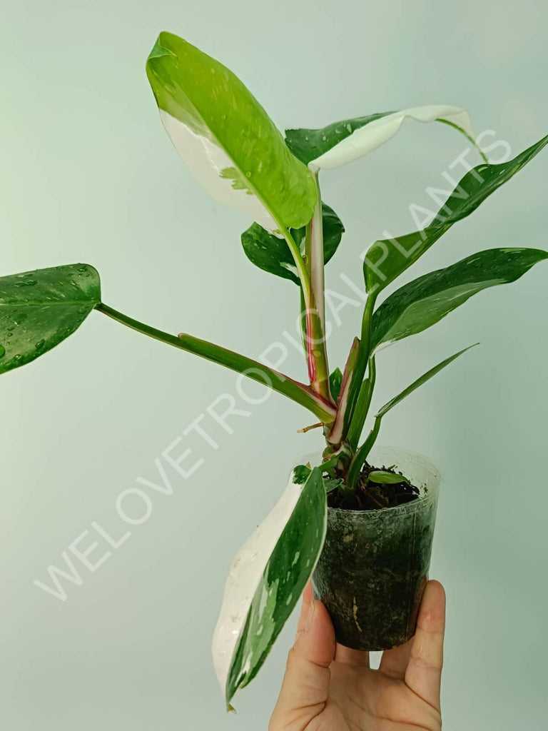 Philodendron white princess 