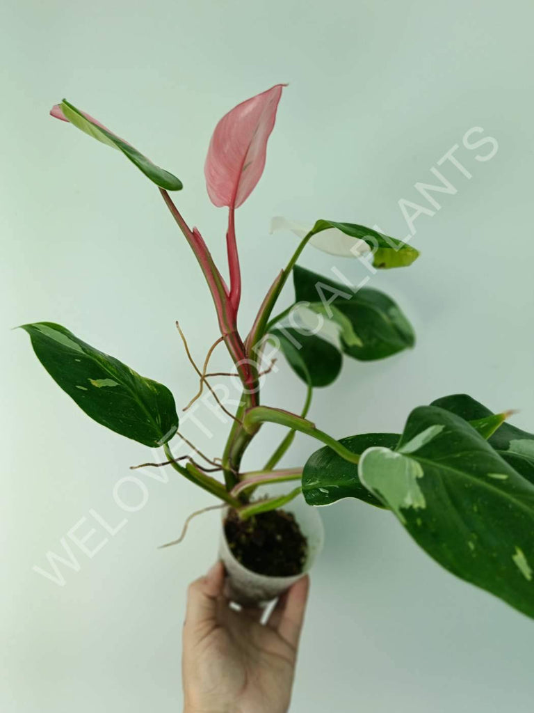 Philodendron white princess tricolor