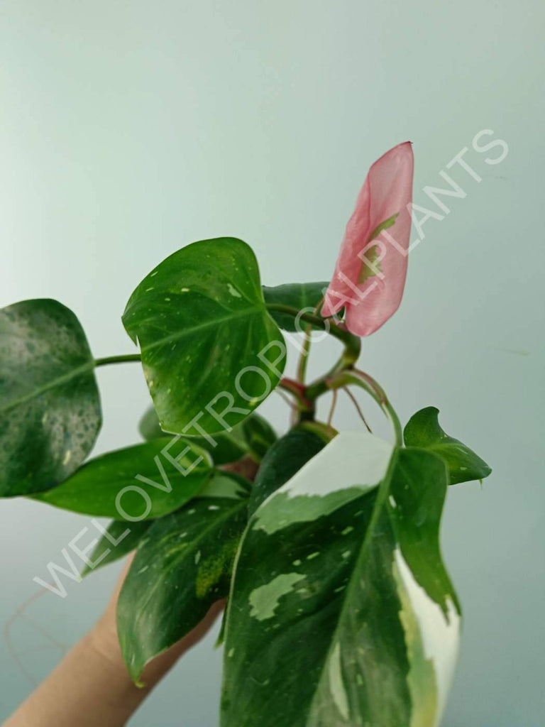 Philodendron white princess tricolor