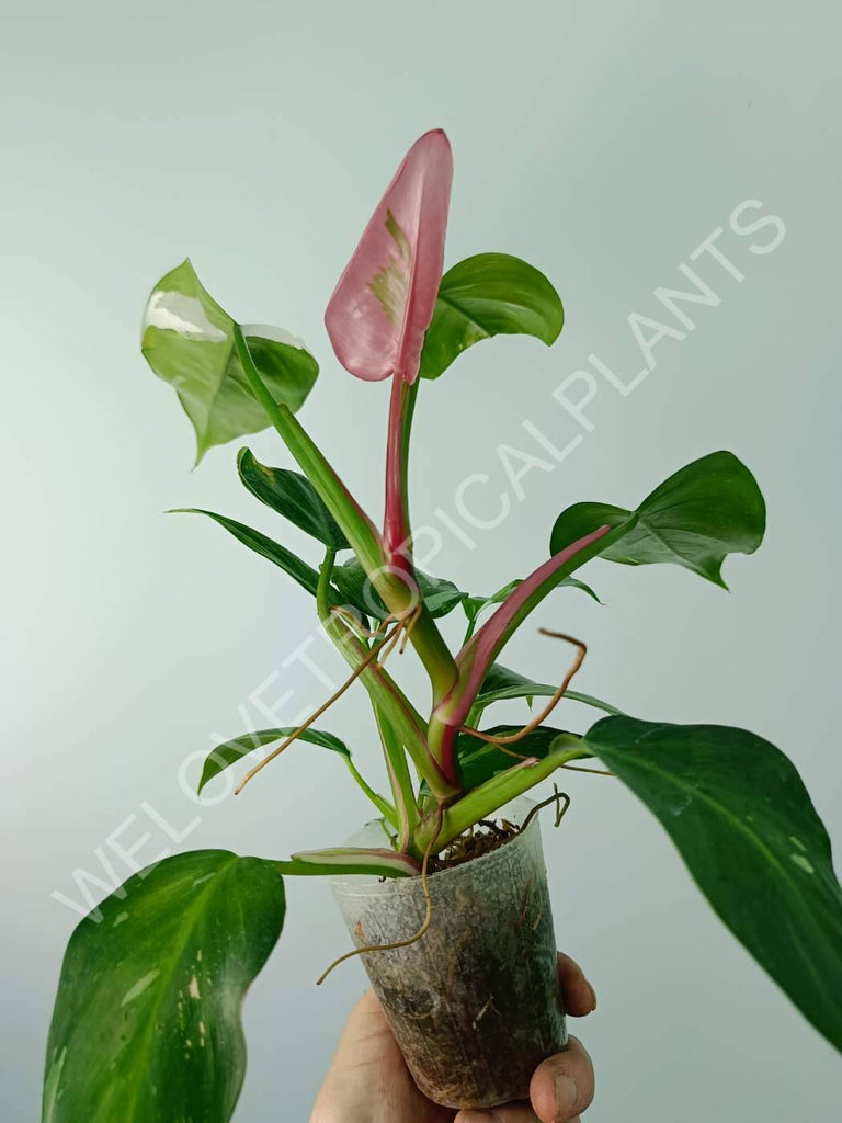 Philodendron white princess tricolor