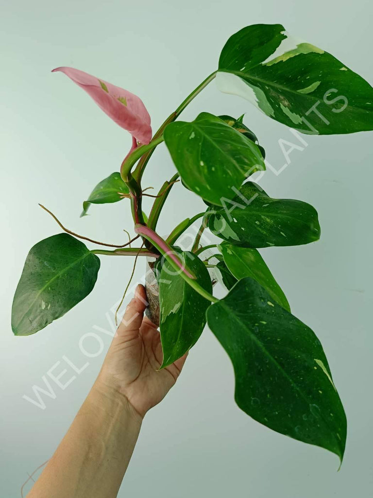 Philodendron white princess tricolor