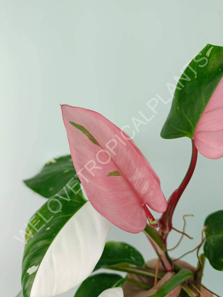 Philodendron white princess tricolor