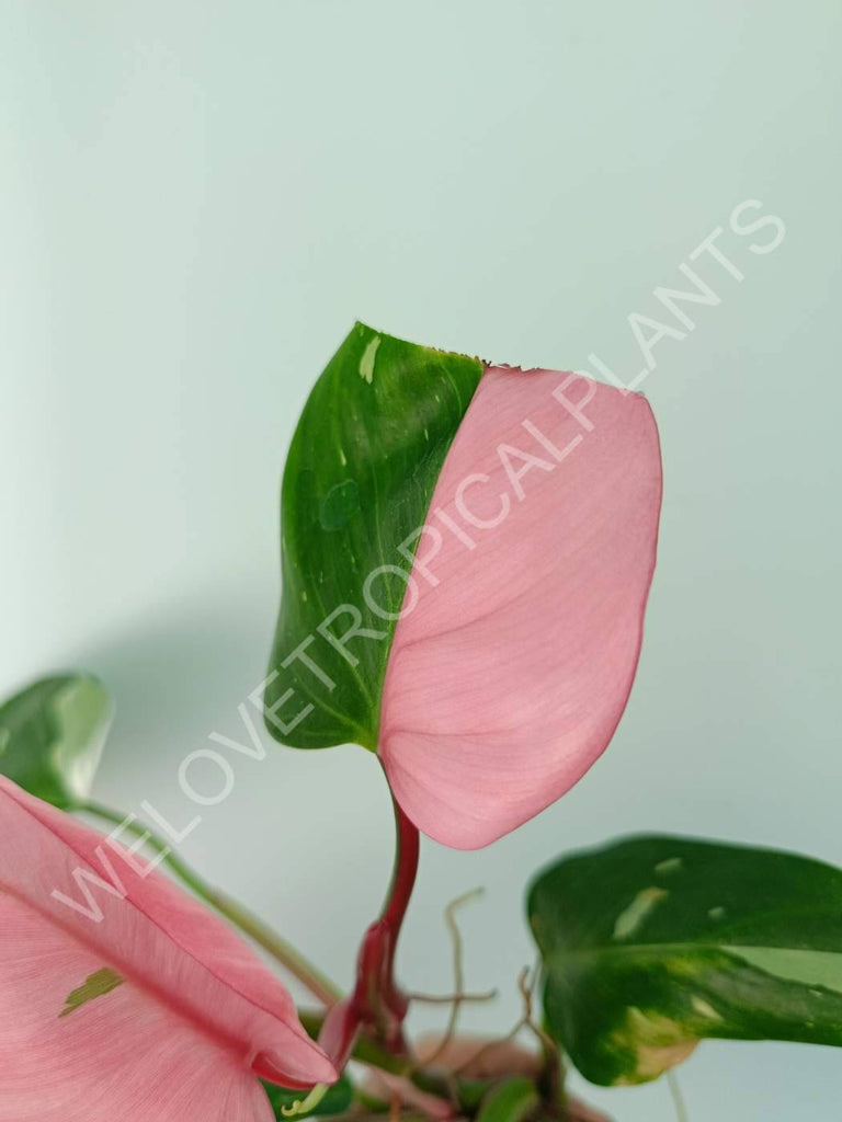 Philodendron white princess tricolor