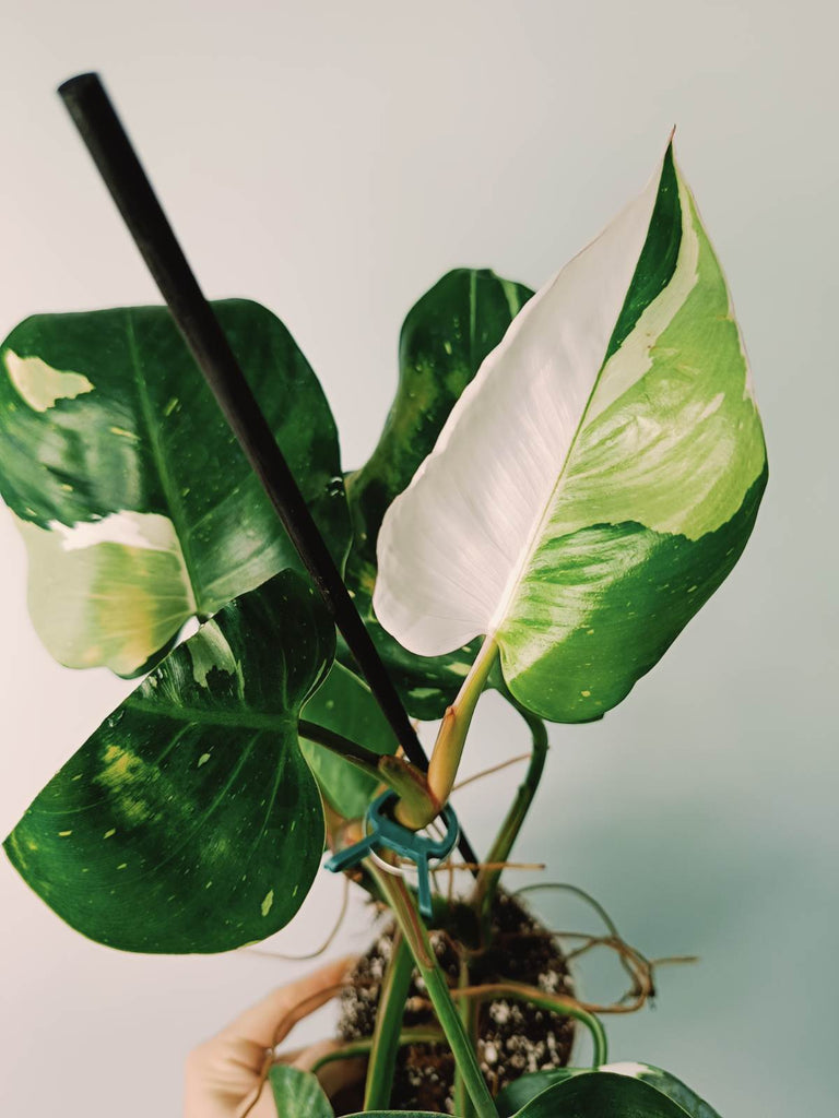 Philodendron white princess variegata HALFMOON