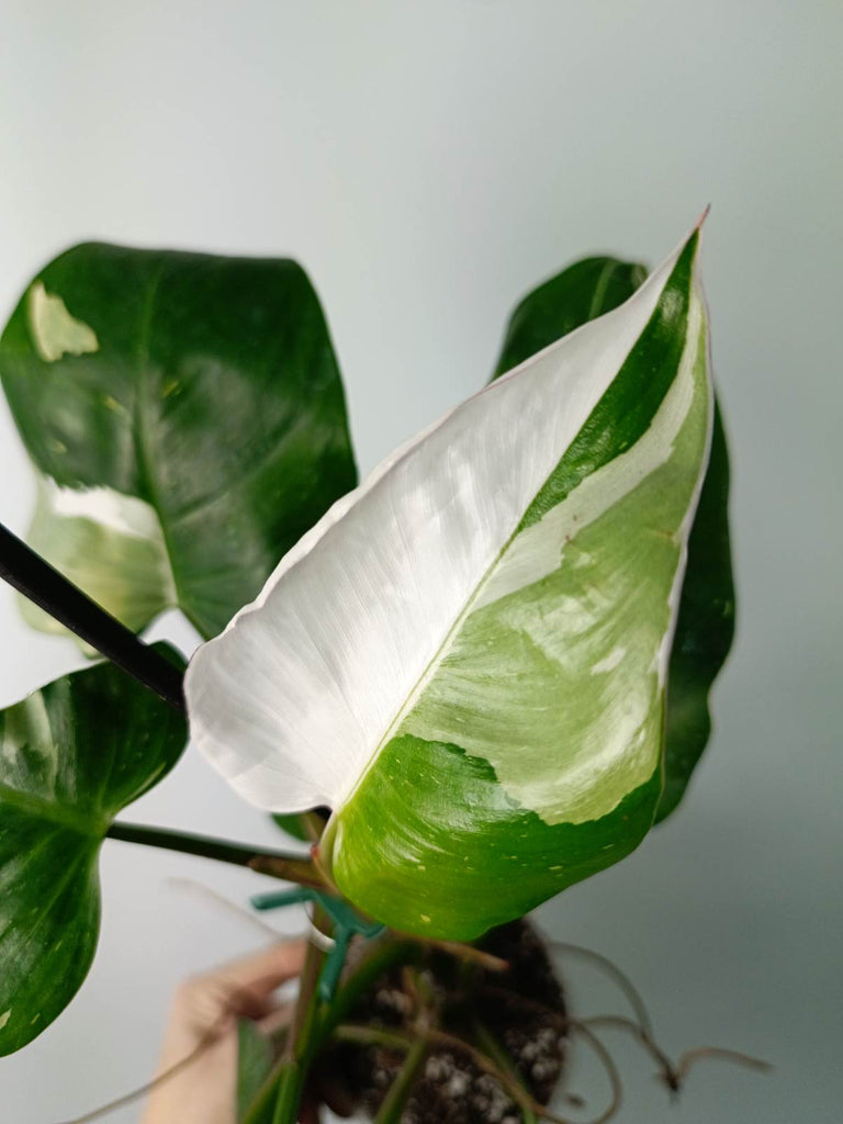 Philodendron white princess variegata HALFMOON