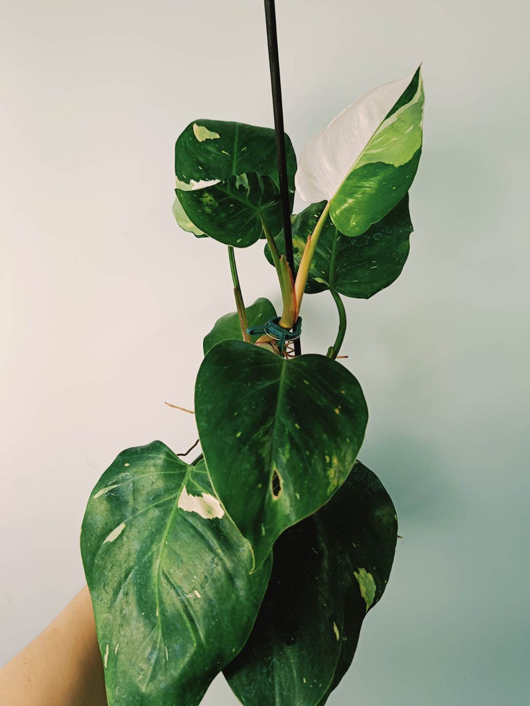 Philodendron white princess variegata HALFMOON