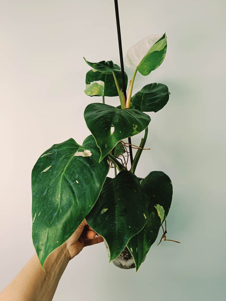 Philodendron white princess variegata HALFMOON