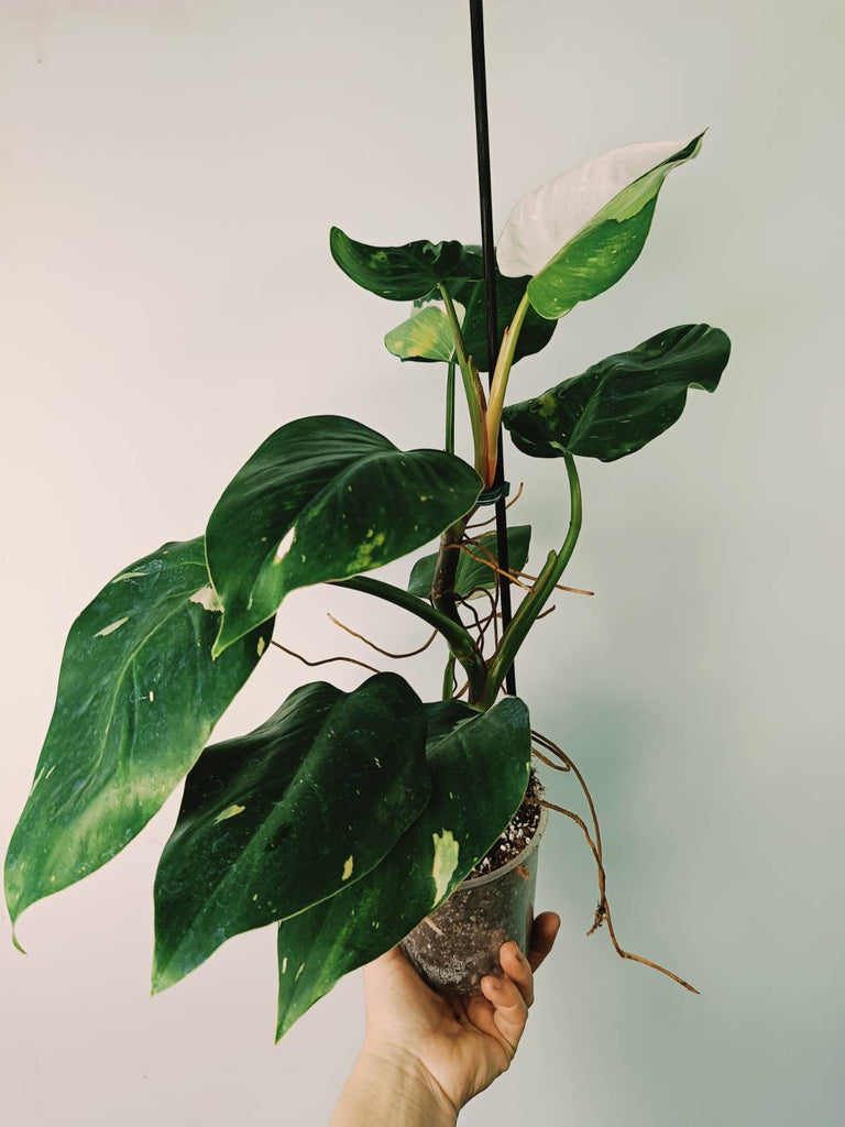 Philodendron white princess variegata HALFMOON