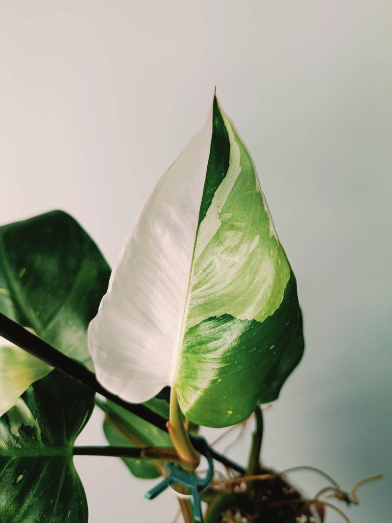 Philodendron white princess variegata HALFMOON