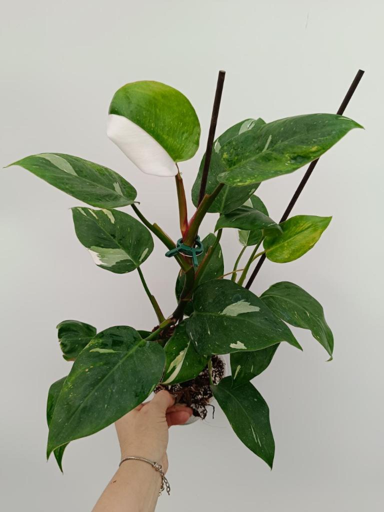 Philodendron white princess variegata HALFMOON