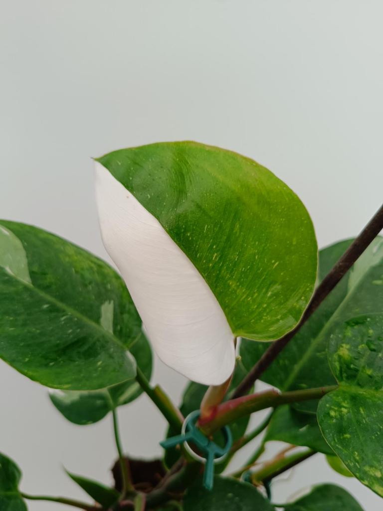 Philodendron white princess variegata HALFMOON