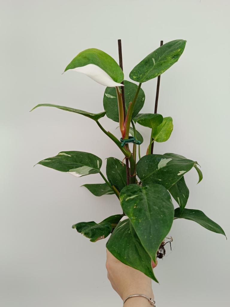 Philodendron white princess variegata HALFMOON