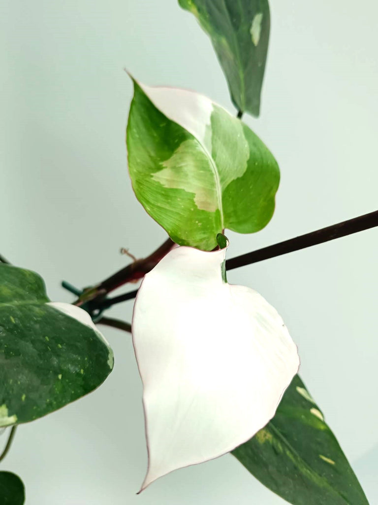 Philodendron white princess 