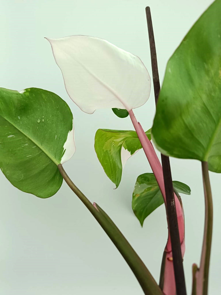 Philodendron white princess 