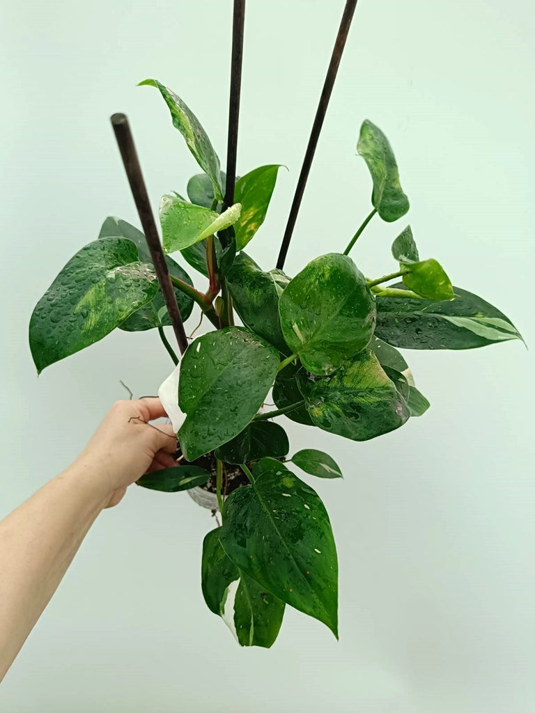 Philodendron white princess 