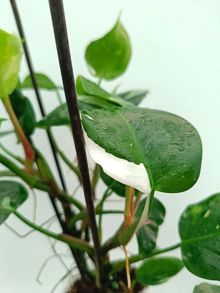 Philodendron white princess 