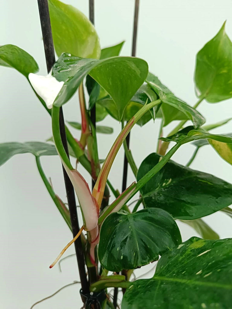 Philodendron white princess 