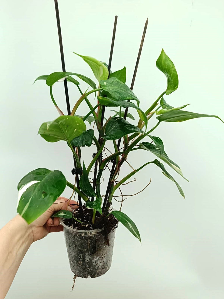 Philodendron white princess 