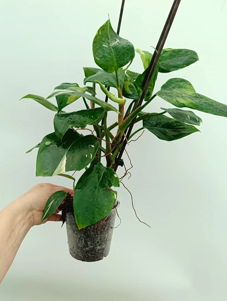 Philodendron white princess 