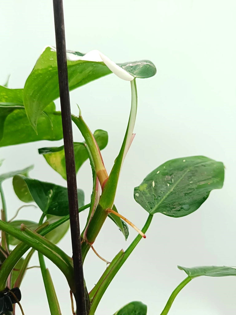 Philodendron white princess 