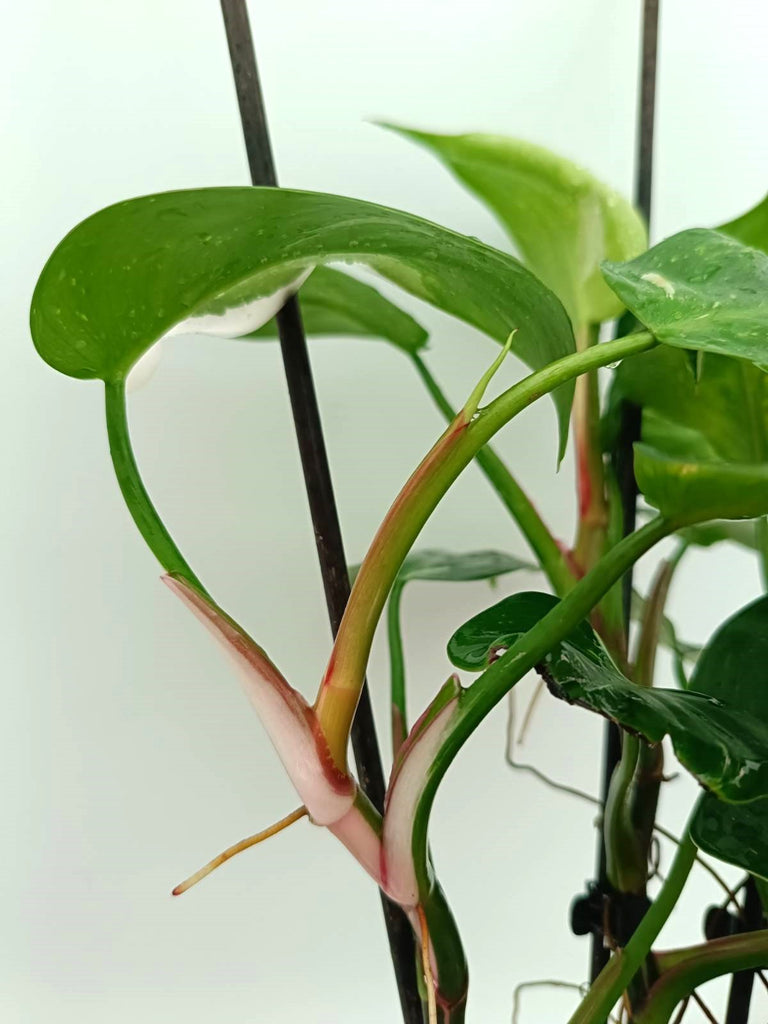 Philodendron white princess 