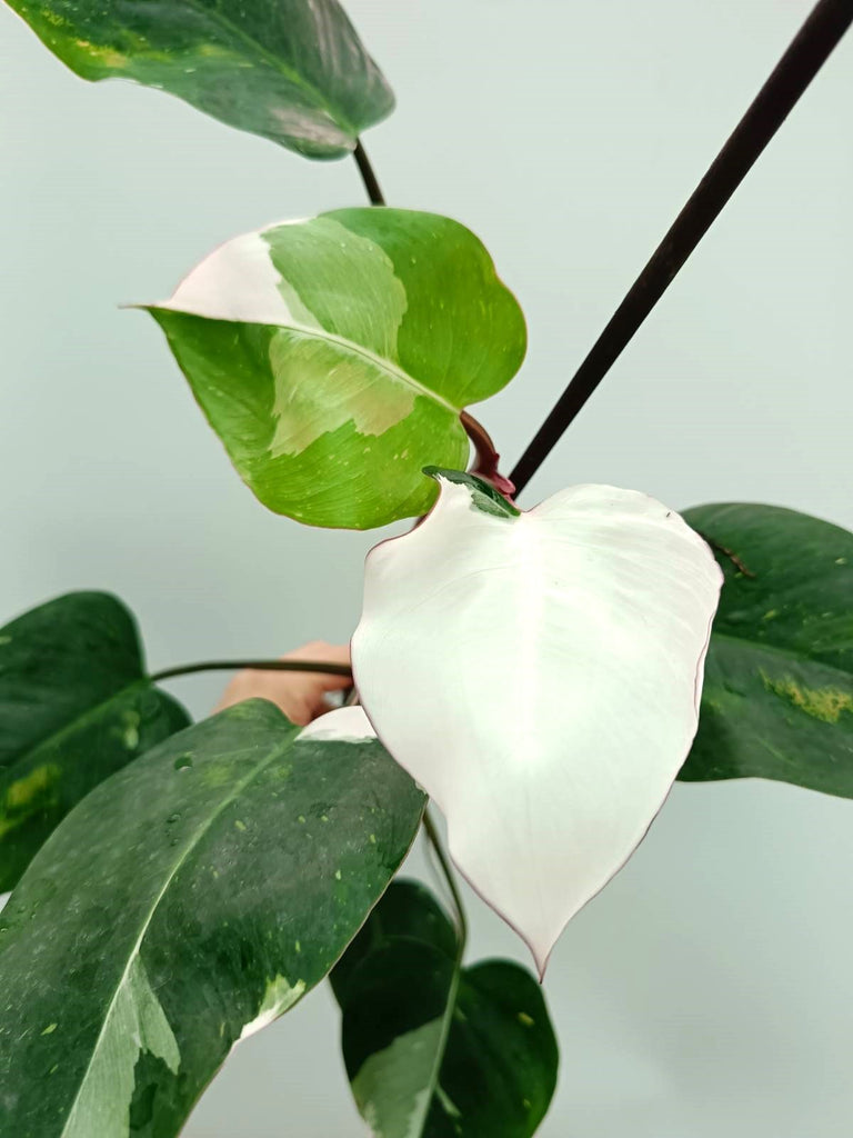 Philodendron white princess 