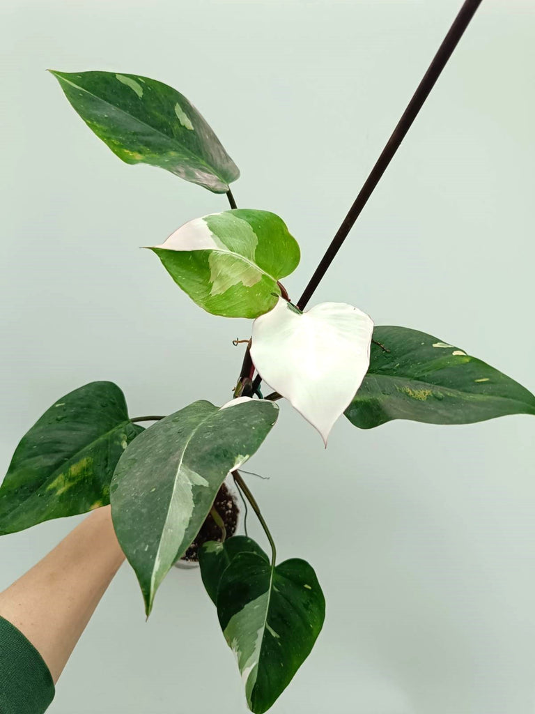 Philodendron white princess 