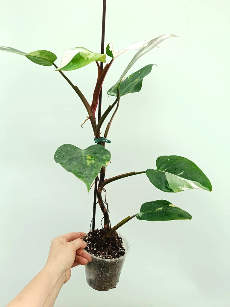 Philodendron white princess 